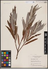 Foto von Salix candida Flüggé ex Willd.